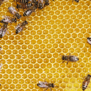 Pure beeswax